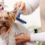 Stress-Free Grooming for Your Furry Friend: Mobile Dog Grooming in West Palm Beach